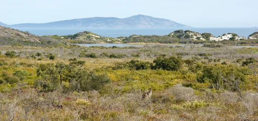 Fototapete Blauer himmel Australian coastal bushland landscape with kangaroo in Cape Le Grand National Park  © anjahennern