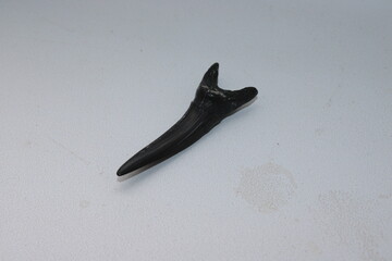 Fossilized shark tooth found in a coastal area during low tide reveals details of ancient marine life © eliyashevskiy