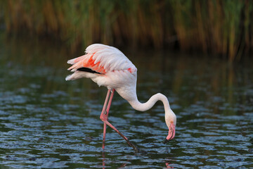 Greater flamingo (Phoenicopterus roseus) feeding in the shallow water of a lagoon in the Camargue, France.