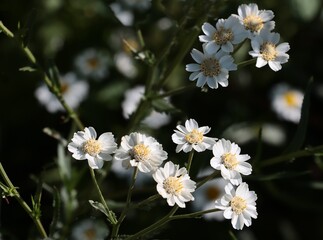 white,small flowers of Achillea ptarmica plant close up