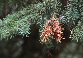 brown cones  of pine diaglezia needles close up