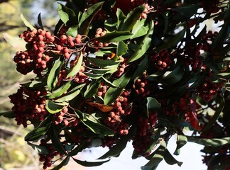 Stranvaesia Davidiana tree and red berries close up