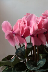pink flowers of cyclamen potted plant