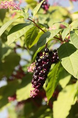 cluster of black fruits of Phytolacca americana plant close up