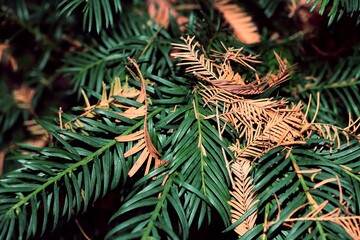 fallen orange autumnal leaves of Metasequoia tree close up