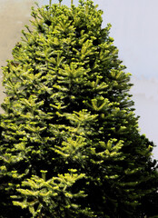 green leaves of oriental tree Cunninghamia lanceolata tree
