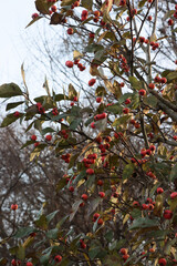 red berries of Crataegus  Lavallei tree at autumn