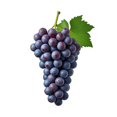 Fototapeta premium A fresh bunch of black grapes isolated in white background photo 