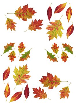 collection of colorful autumnal leaves as pattern cilor image