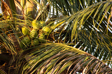 Golden Coconut Tree Leaves in Sunlight Creating Tropical Foliage Background.