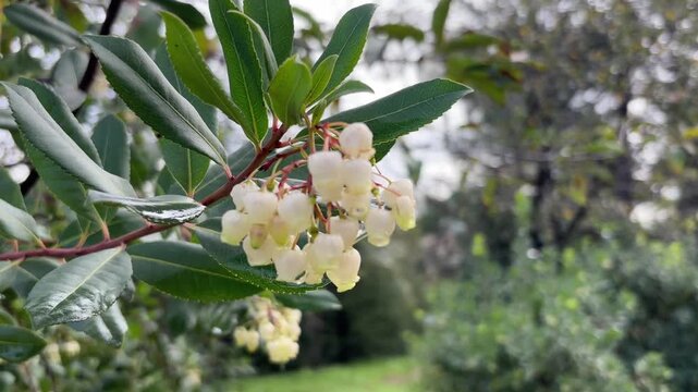 Handheld close up footage of a cluster of white bell shaped flowers on a strawberry tree