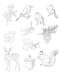 Fototapeta premium set of hand drawn animals