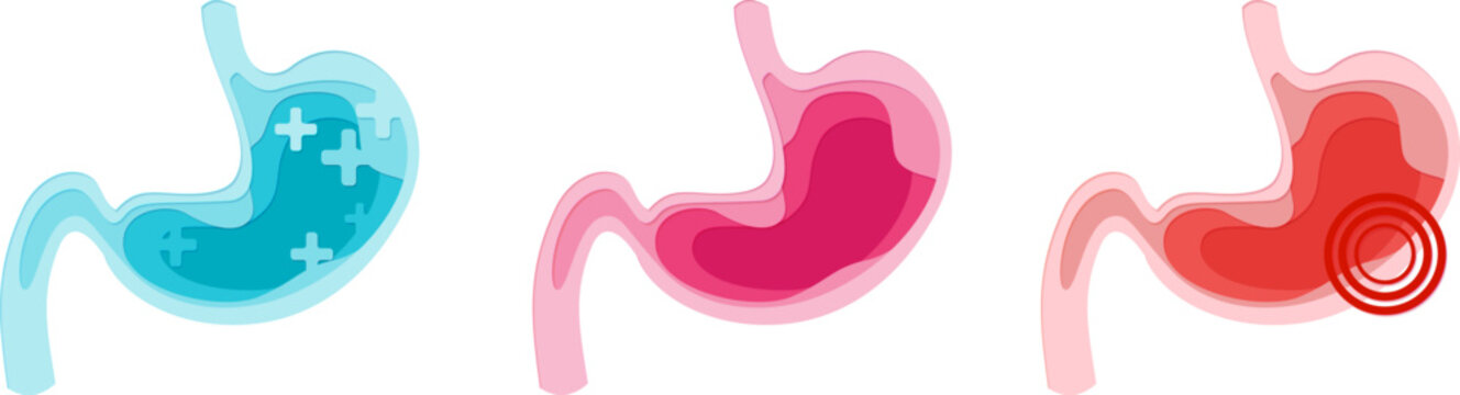 Stomach. Health and pain. Paper cut design element. Medical vector layered illustration.