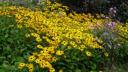 yellow flowers in the garden