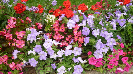 Pink, red and blue flowers (petunia, geranium) on a flowerbed by sunny day