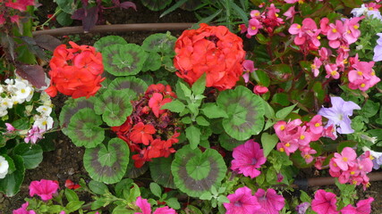 Beautiful flowerbed with various flowers and plants in purple, pink and green colors
