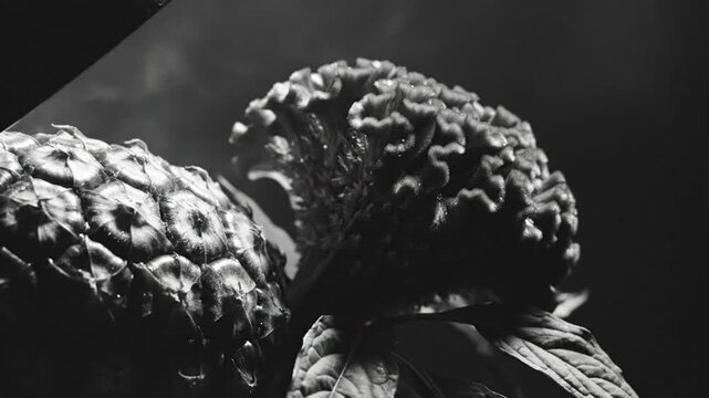 Black and white close up of a crested cockscomb flower with steam effect, capturing a serene and artistic aesthetic.