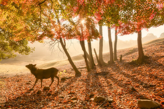 Wildlife fawn deer in nature during fall season with colorful tr