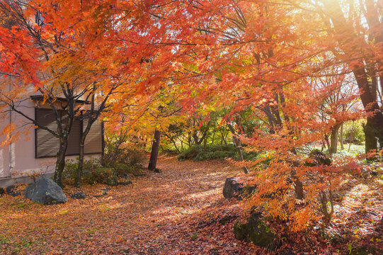 Forest with golden yellow leaves in autumn