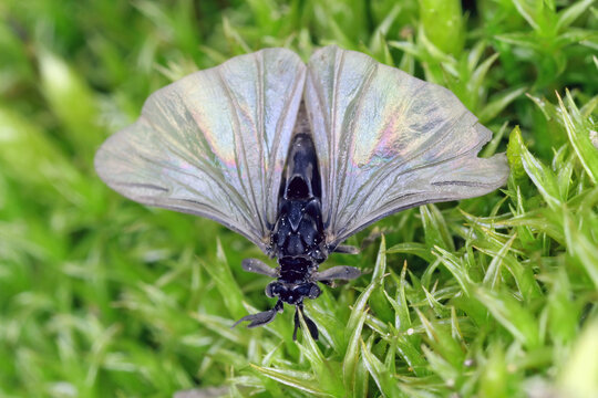 Twisted-wing insect, Strepsipter. Stylops genus. Obligately endoparasitic of wild bees. Adult male insect.