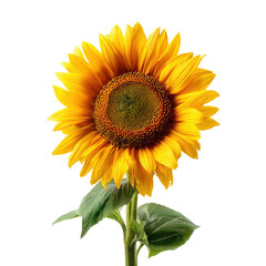 Obraz premium Vibrant Yellow Sunflower Blooming with Green Leaves on Black, Isolated on Transparent Background