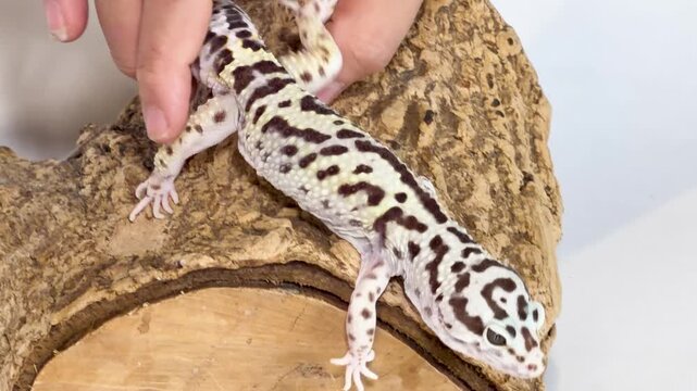 Leopard Gecko Being Handled on a Cork Bark Log