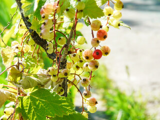 Red currant bush with branches of berries bundles grow at garden in summer season, natural farming.