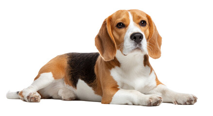 Beagle Dog Lying Down Calmly, Studio Lighting, High Detail, Pet Portraiture Isolated on Transparent Background