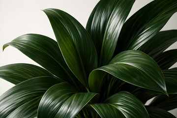 Green Tropical Plant Leaves Isolated on White Background
