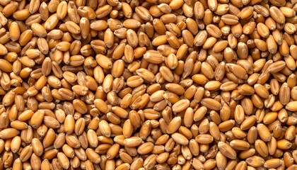 Fototapeta premium Raw wheat grains texture background top view