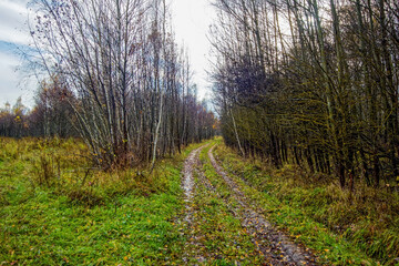Fototapeta premium dirt road through forest after heavy rain