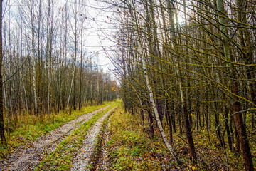 dirt road through forest after heavy rain