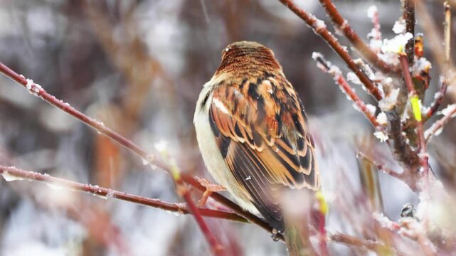 House sparrow male bird in urban hedge during winter snowfall, Passer domesticus
