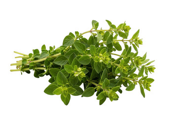 Obraz premium Oregano isolated on transparent background