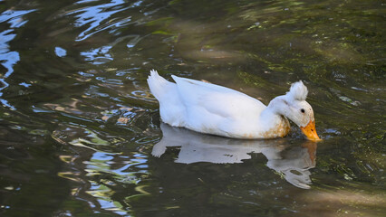 White Crested Duck Swimming and Foraging in Calm Pond Water with Reflection