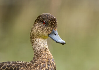 Close up of a Female Duck