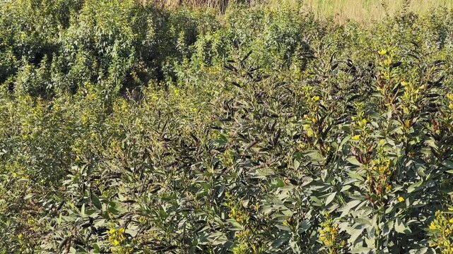 Static medium wide view of pigeon pea branches heavy with mature seed pods, gently swaying in a light breeze across a cultivated agricultural field rural farmland india.