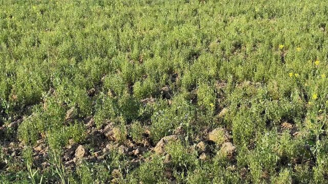 Static closeup of young masoor lentil plants emerging from dry soil, compact green clusters filling frame while delicate stems shift subtly with passing breeze daylight.
