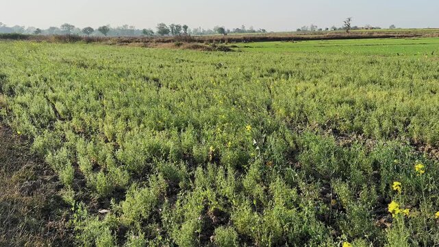 Static wide shot of expansive masoor lentil field, dense green crop covering farmland as plants gently sway in a soft breeze under clear daylight skies above horizon rim.