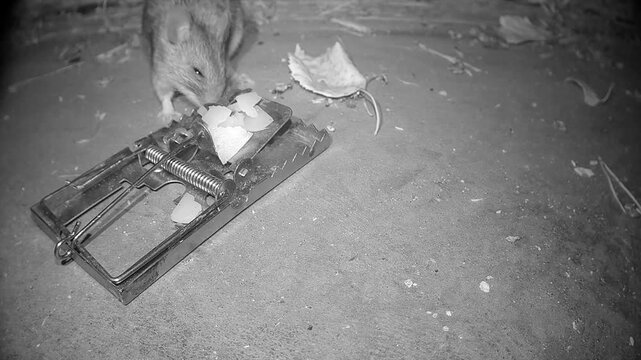Yellow-necked mouse (Apodemus flavicollis) moving a mousetrap.