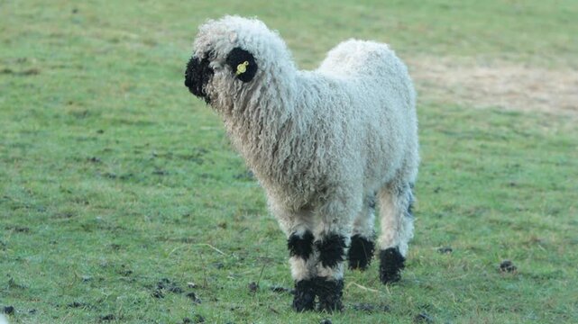 A Valaise Blacknose Lamb. This domestic breed of sheep originates in the mountainous Valaise region of Switzerland