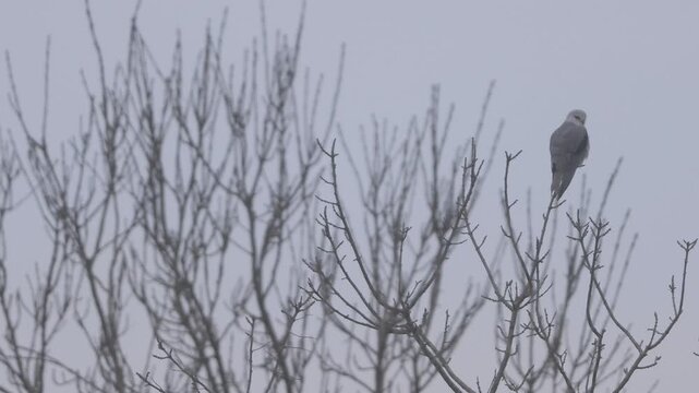 Black winged kite (Elanus caeruleus) perching on a tree