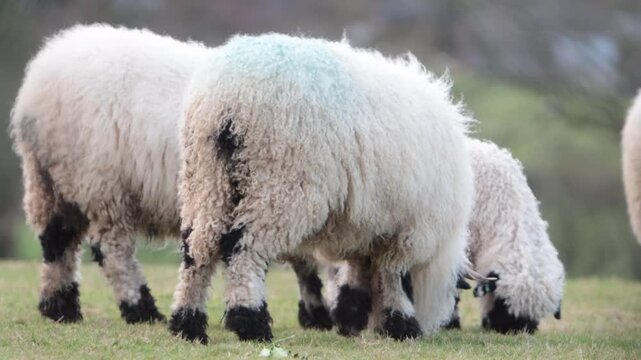 Valaise Blacknose Sheep grazing. This mountain breed originates from the Valais area of Switzerland. Winter. Wales