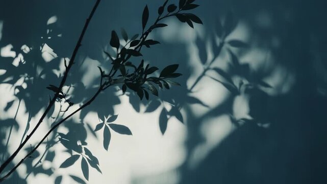Organic branches casting dark shadows on a light textured wall, generating natural abstract patterns with dappled light and cool tones for a minimalist background