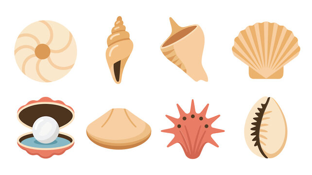 A colorful collection of various seashells and marine life illustrations