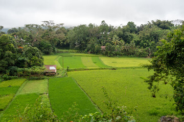 Obraz premium Lush green rice fields in Toraja, Sulawesi, Indonesia