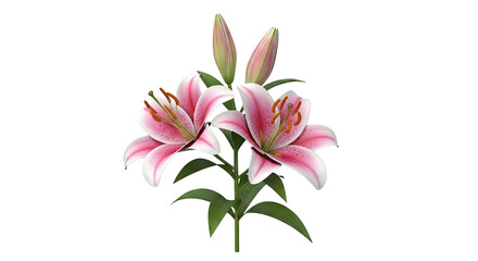 Fototapeta premium Pink and White Lilies with Buds
