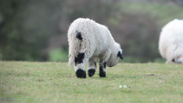 A Valaise Blacknose Lamb grazing on short grass in Winter. This mountain breed originates from the Valais area of Switzerland. Wales