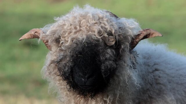 Closeup of a Valaise Blacknose Sheep. This mountain breed originates from the Valais area of Switzerland. Winter. Wales