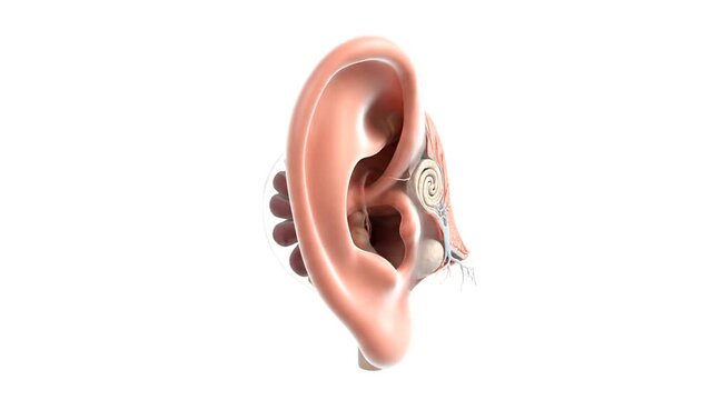 Detailed anatomical illustration of the human ear structure.